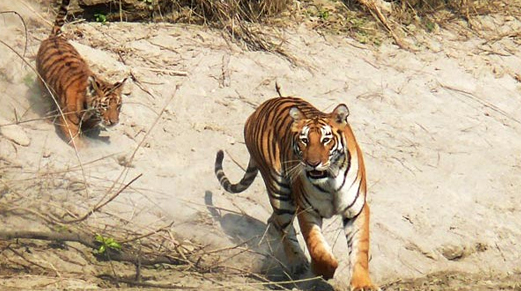 Bardia National Park 