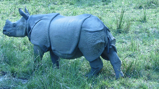 Chitwan Jungle Safari