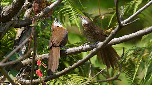 Koshi Tapu Wildlife Reserve