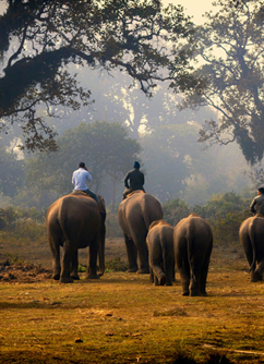 Wildlife Safari Places