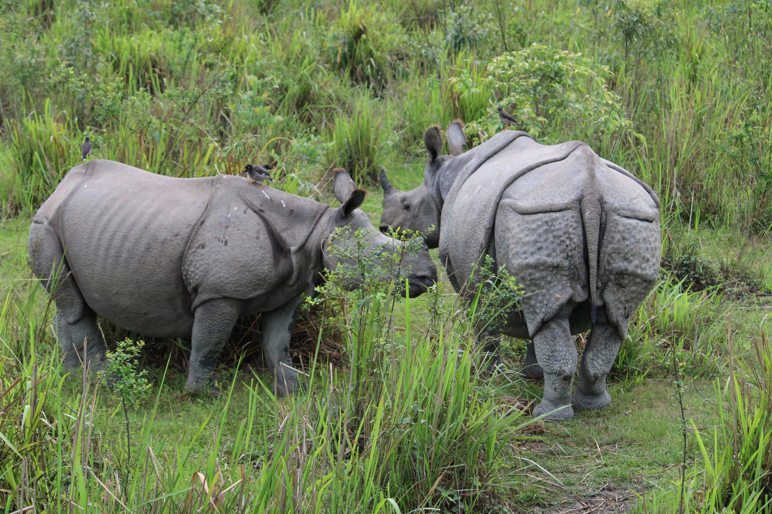 Chitwan Jungle Safari Tour